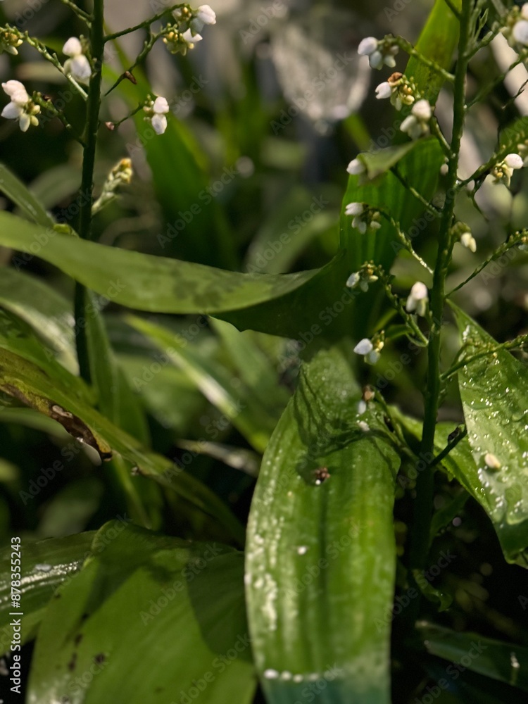 rain drops on leaves rain drops on leaves