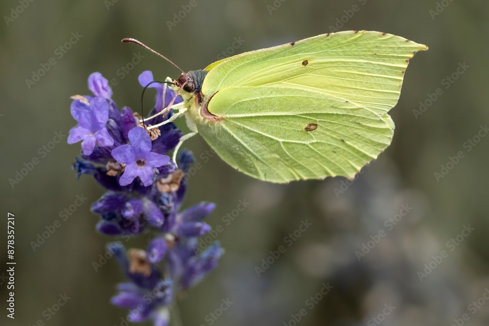butterfly Gonepteryx rhamni on blue lavender butterfly Gonepteryx rhamni on blue lavender