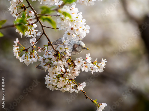 桜とヒヨドリ