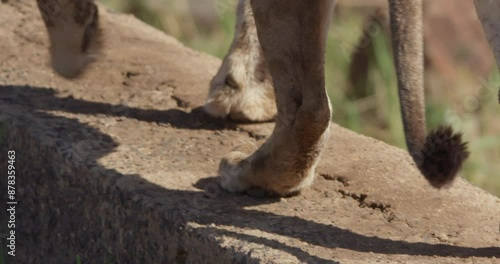 Close up pan shot of a Lion's (Panthera Leo) paws walking along an embankment during the morning in Kenya.