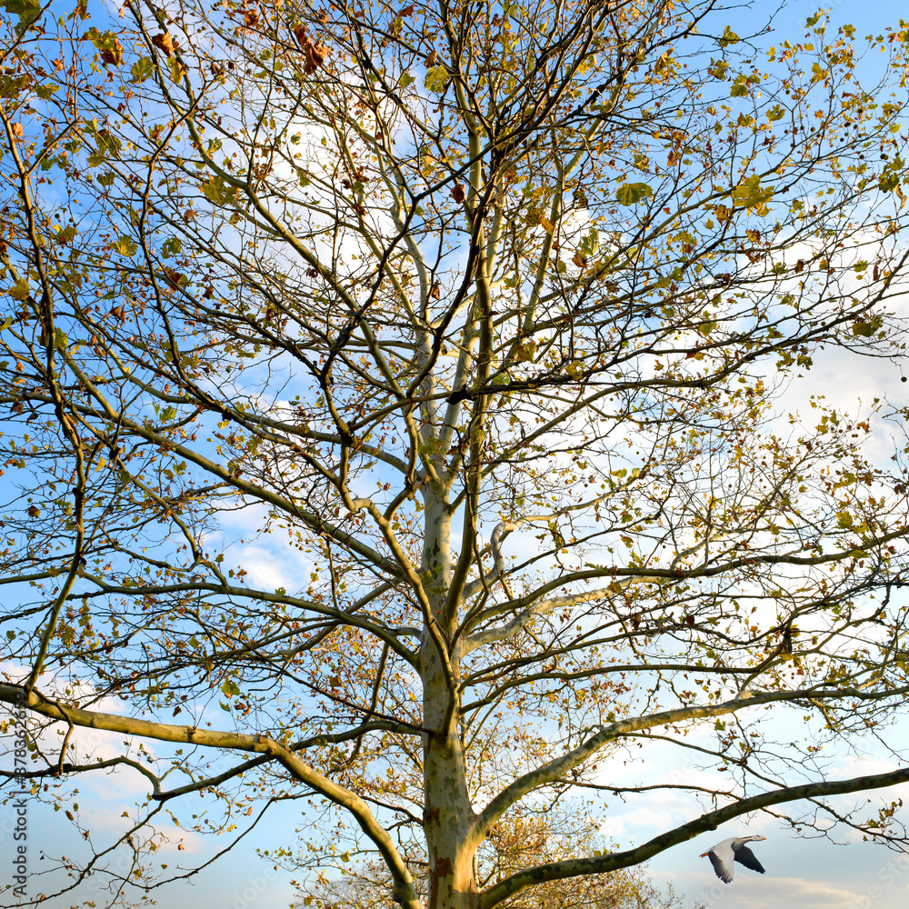 tree branches against sky, Beautiful landscape tree in the park tree branches against sky, Beautiful landscape tree in the park