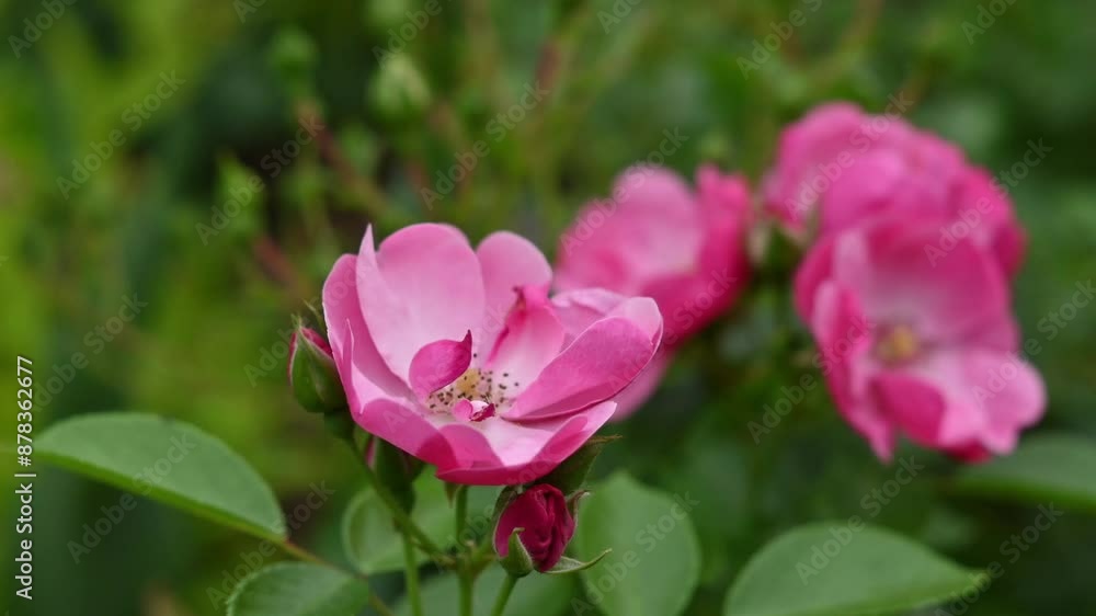 the first flowering of the rose floribunda Angela. A rose blossom spray with a blurred background and a place for text. background with blooming roses. the first flowering of the rose floribunda Angela. A rose blossom spray with a blurred background and a place for text. background with blooming roses.