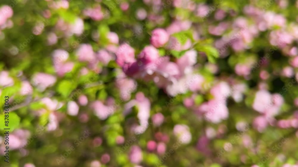 Prunus triloba (Louiseania ulmifolia). Spring almond bush with beautiful pink flowers. Prunus triloba (Louiseania ulmifolia). Spring almond bush with beautiful pink flowers.