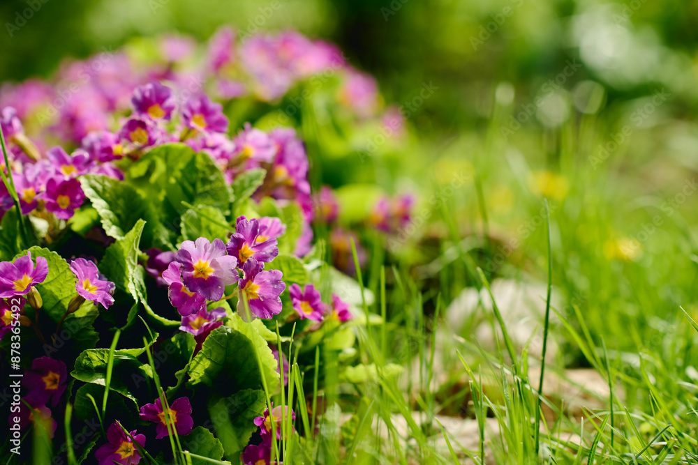 Obraz premium Focus on bunch of purple primula flowers growing in front of camera on flowerbed surrounded by green grass in garden center