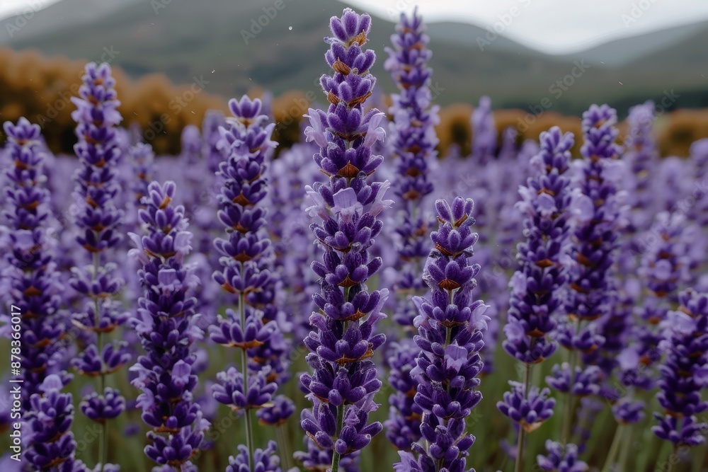 Obraz premium Close-up of blooming lavender flowers in a field with mountains in the background, showcasing nature's beauty and tranquility.