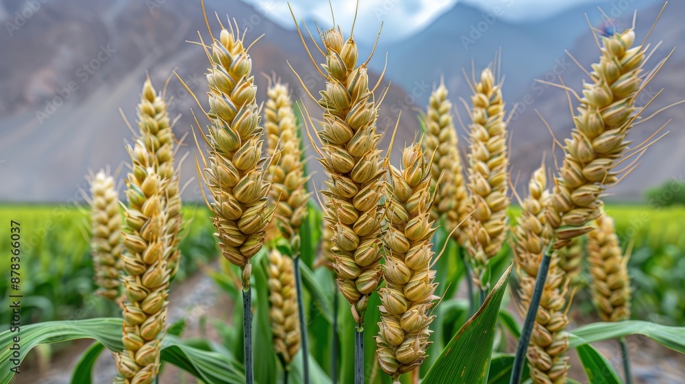 Close-up of golden wheat ears in a field with mountains in the background, depicting agricultural beauty and bountiful harvests. Close-up of golden wheat ears in a field with mountains in the background, depicting agricultural beauty and bountiful harvests.