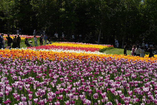 北海道 札幌市 春 チューリップ 花 滝野すずらん丘陵公園