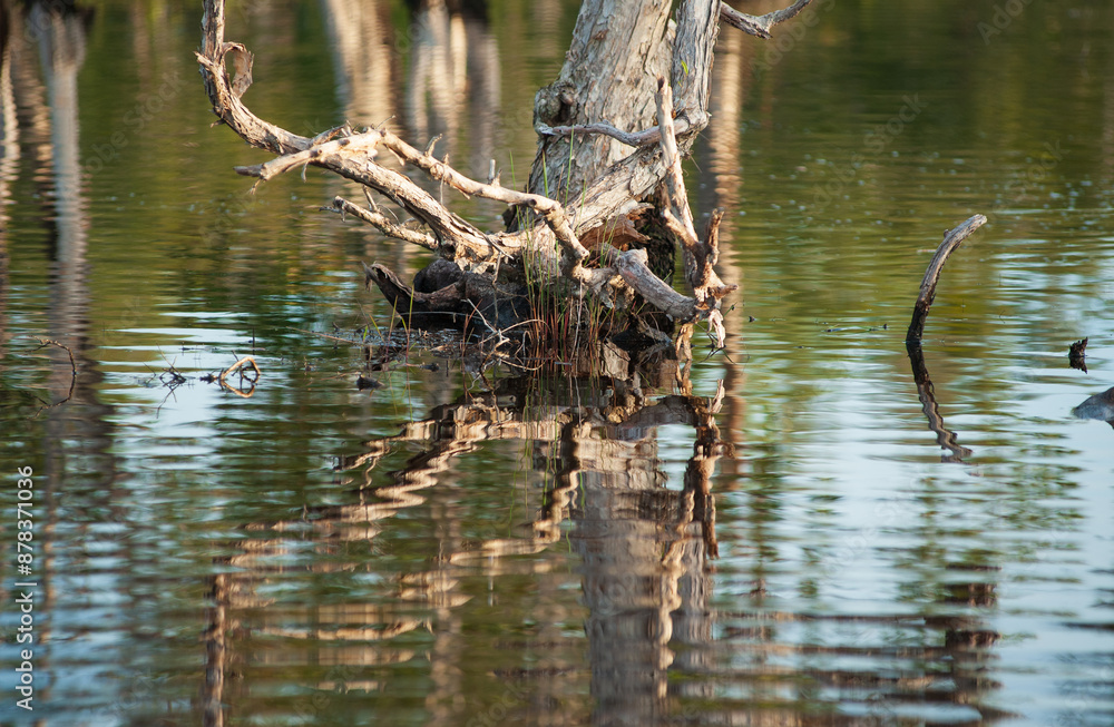 Flooded paper bark tree is flooded. Flooded paper bark tree is flooded.