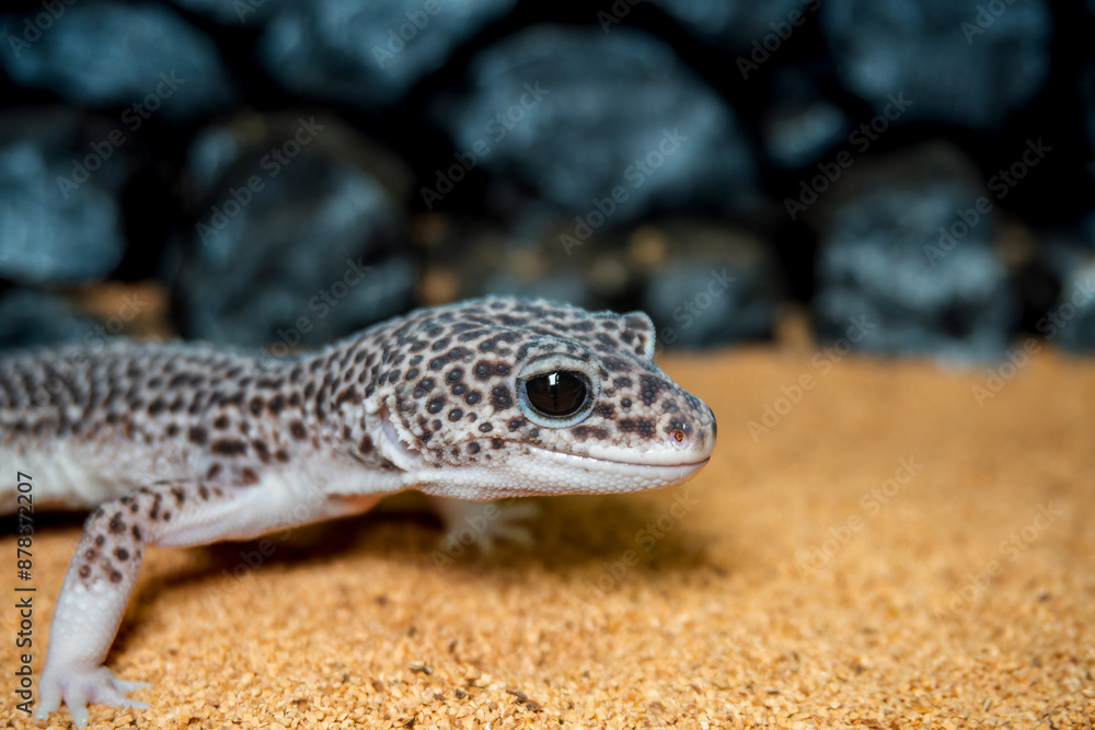 ヒョウモントカゲモドキ ヒョウモントカゲモドキ