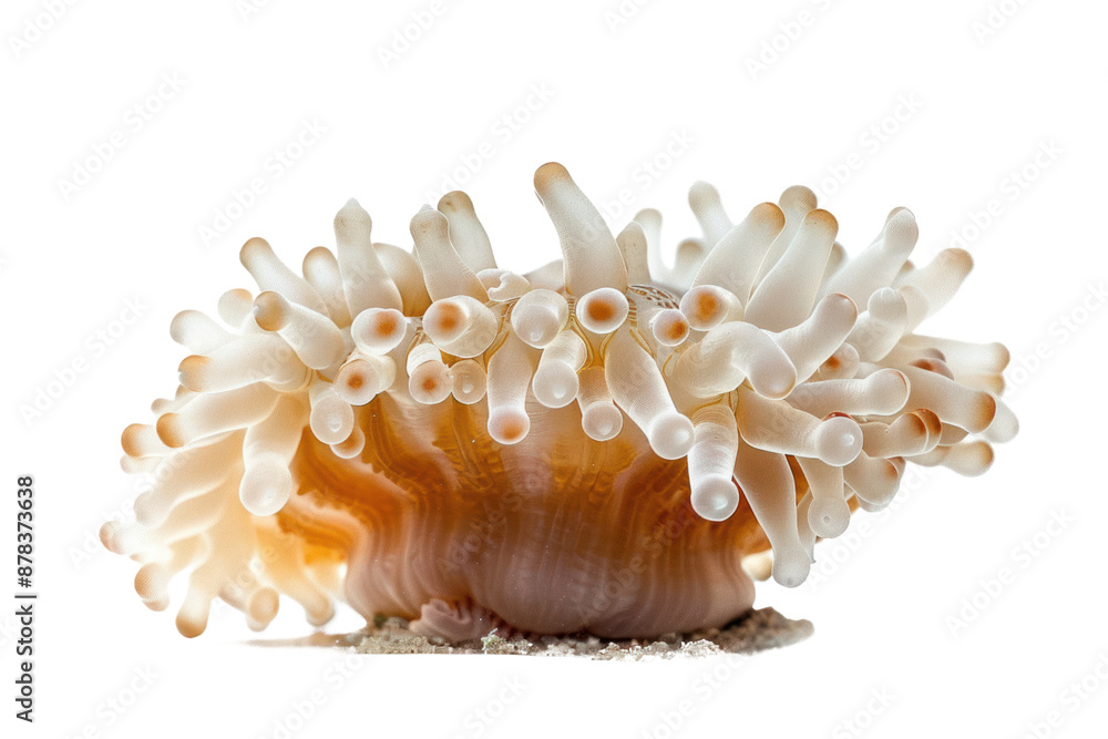 Solitary coral polyp Isolated on white background. Solitary coral polyp Isolated on white background.