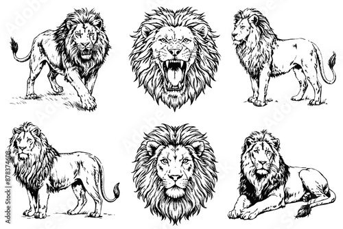 Set of lion sketch on white background