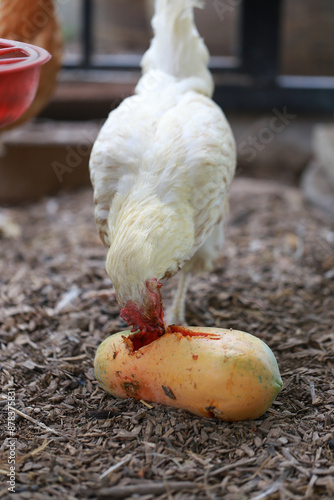 Chicken eating papaya and food in local farm