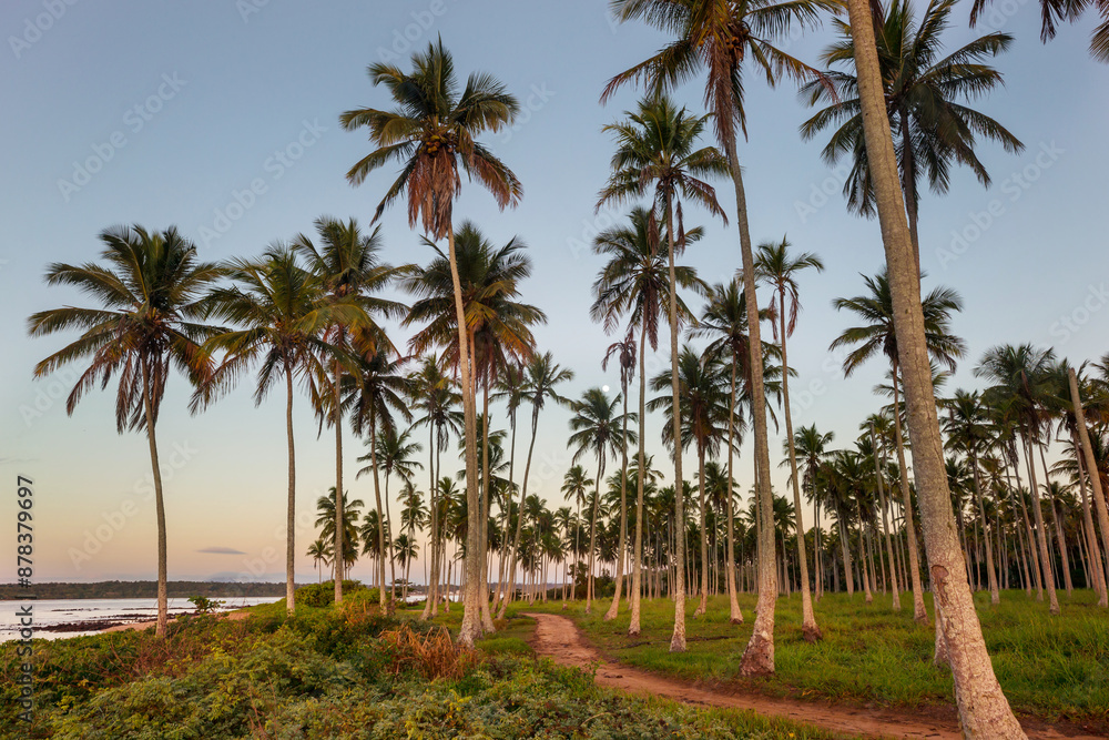 Palm plantation Palm plantation