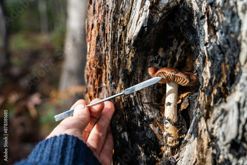 fungi in australian bush and forest taking a mushroom sample photo