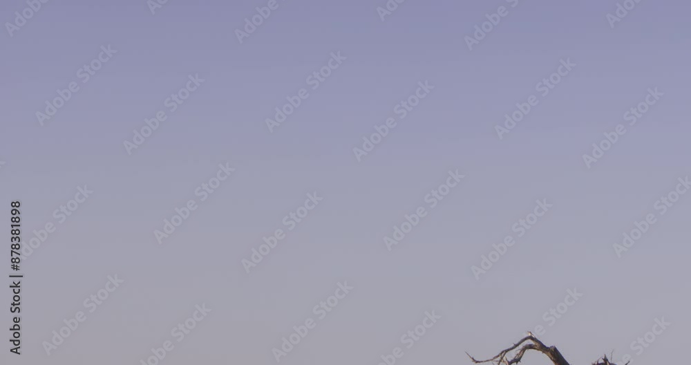 Extreme wide tilt shot of a lioness (Panthera Leo) surveying the savannah while resting on a termite hill at dawn in Kenya Extreme wide tilt shot of a lioness (Panthera Leo) surveying the savannah while resting on a termite hill at dawn in Kenya