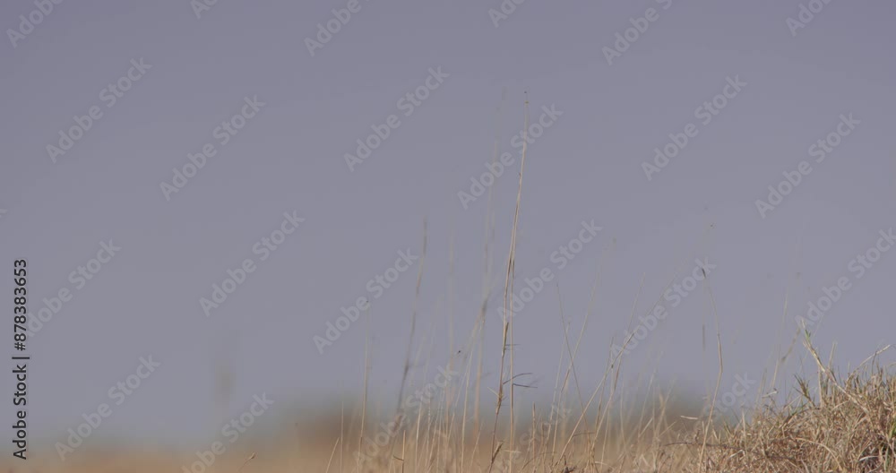 Close up pan shot of a collared lion's (Panthera Leo) head while it rests and looks around the savannah at dawn in Kenya. Close up pan shot of a collared lion's (Panthera Leo) head while it rests and looks around the savannah at dawn in Kenya.