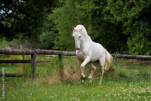 Perlino lusitano stallion trotting in a field photo