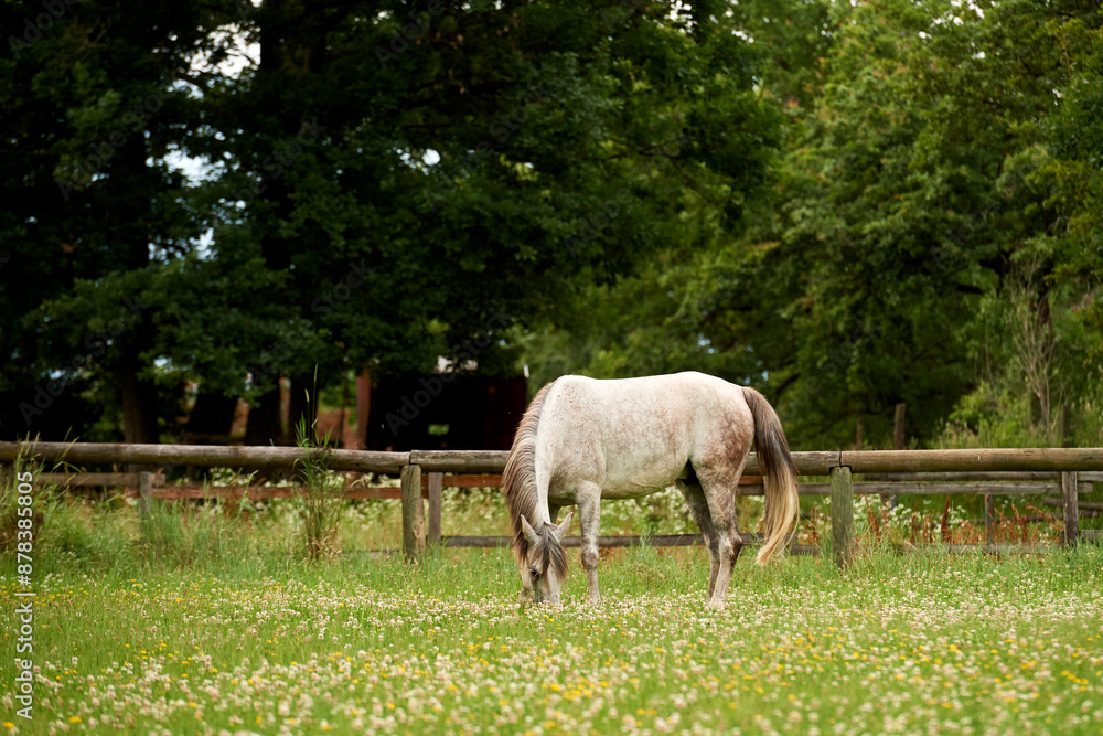 Arabian horse grazing in a field