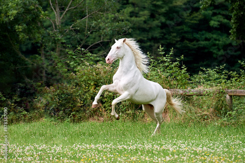 Playful grey horse in a field
