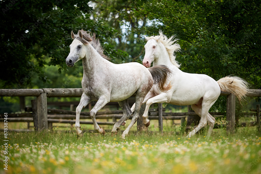 Couple of grey horses running in a field Couple of grey horses running in a field
