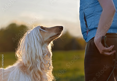 Obraz na płótnie Afghan Hound dog training
