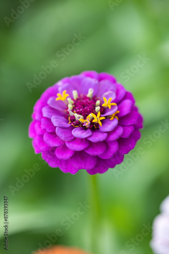 Beautiful Zinnia