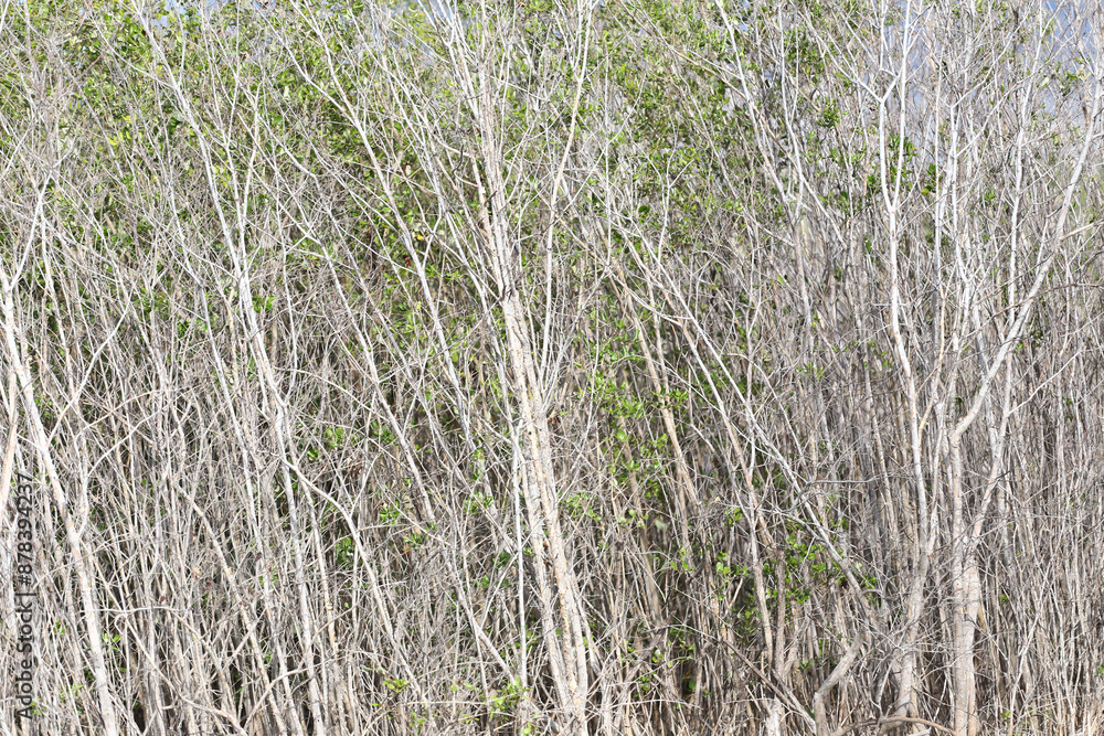 Fototapeta premium A mangrove forest with dead trees in front and green trees behind.