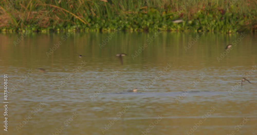 Extreme wide shot of barn swallows (Hirundo rustica) deeping down a pool of water for a quick rinse during sunrise in Kenya. Extreme wide shot of barn swallows (Hirundo rustica) deeping down a pool of water for a quick rinse during sunrise in Kenya.