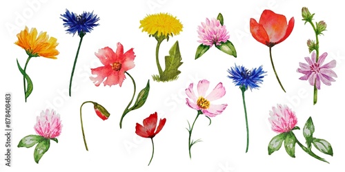 Hand drawn set of watercolor fieldflowers white background isolated pink blue lilac red yellow green. 