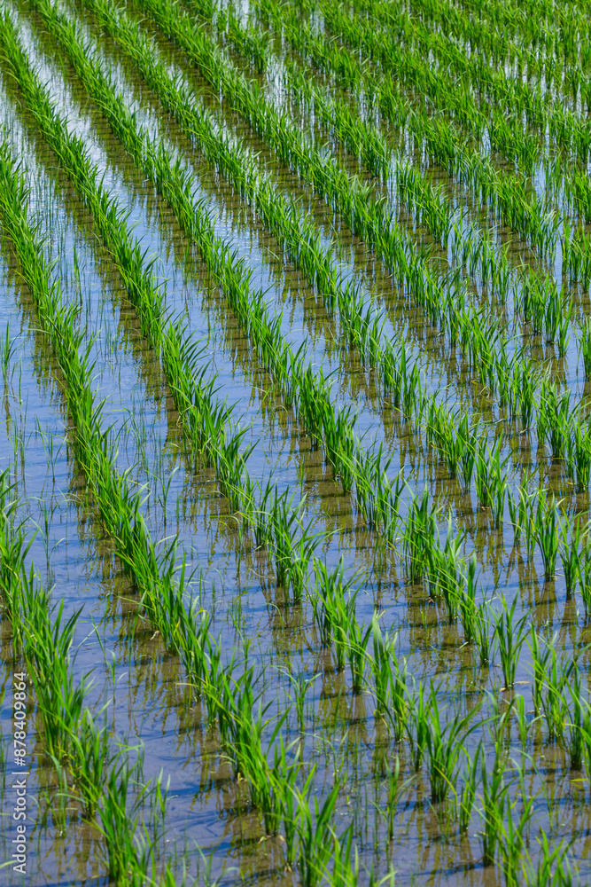 田植え後の田んぼのある風景 鳥取県 鳥取市