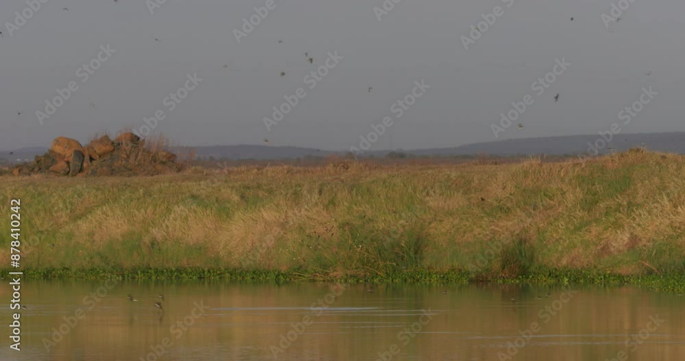 Extreme wide shot of barn swallows (Hirundo rustica) flying over a pool of water during sunrise in Kenya. Extreme wide shot of barn swallows (Hirundo rustica) flying over a pool of water during sunrise in Kenya.