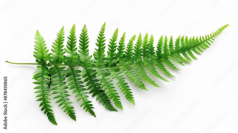 delicate fern leaf isolated on pure white background showcasing intricate fronds and vivid green hues botanical nature photography delicate fern leaf isolated on pure white background showcasing intricate fronds and vivid green hues botanical nature photography