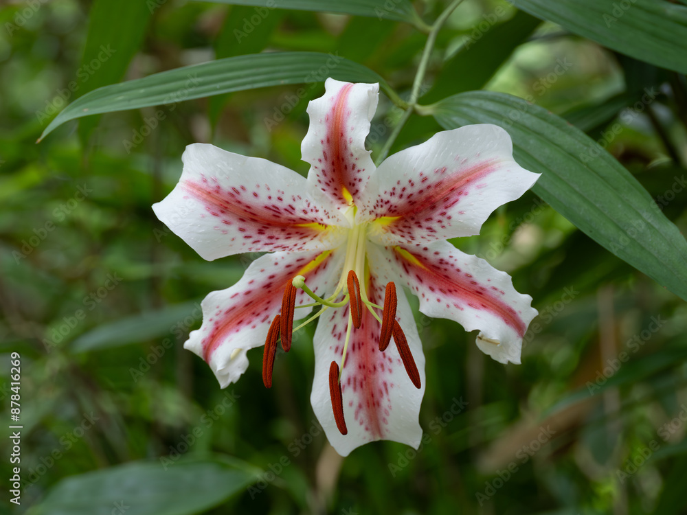 Obraz premium 赤い筋のあるヤマユリ
