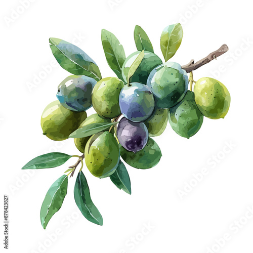 Watercolor green and purple olive branch set collection. Hand-painted floral illustration with olive fruit and tree branches with leaves isolated on a white background. vector olives branch illustrate