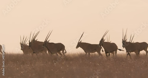 Wide pan shot of a herd of East African oryxes (Oryx beisa) galloping through the grasslands during sunset in Kenya.