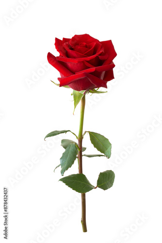 Dark Red rose flower.  Beautiful single red flower isolated.