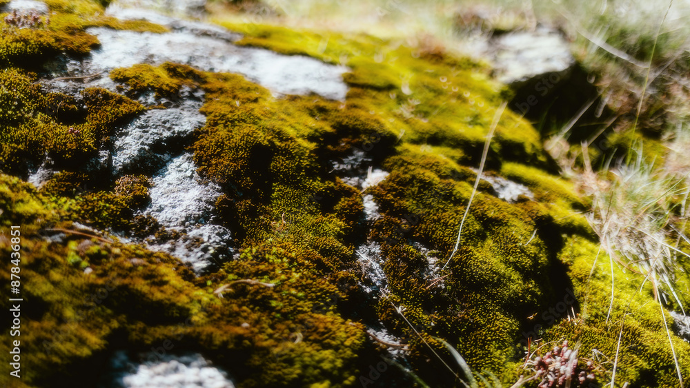 moss on the rock moss on the rock