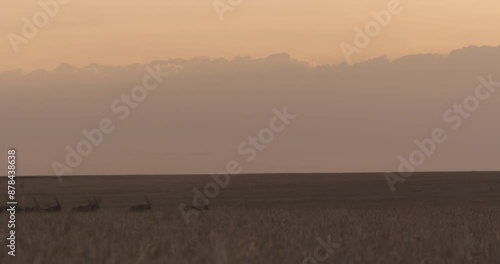 Extreme wide pan shot of a herd of East African oryxes (Oryx beisa) racing into the savannah on a cloudy evening in Kenya. photo