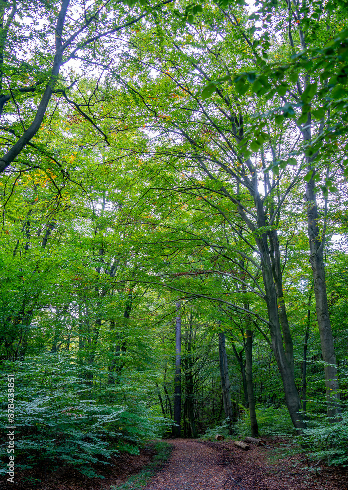 Fototapeta premium View in the forest in the Harz region, Germany 