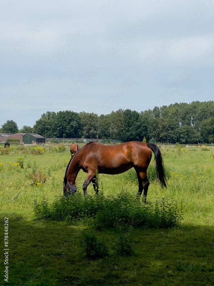 Horse eating the grass in a field Horse eating the grass in a field