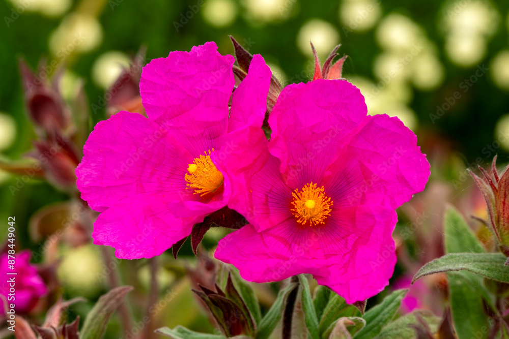 Obraz premium Cistus pulverulentus 'Sunset', a summer flowering evergreen shrub plant with a cerise red pink summertime flower commonly known as rock rose, stock photo gardening image