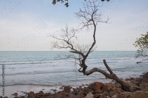 Dead tree on shore near ocean.
