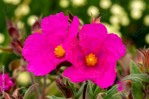 Cistus pulverulentus 'Sunset', a summer flowering evergreen shrub plant with a cerise red pink summertime flower commonly known as rock rose, stock photo gardening image photo