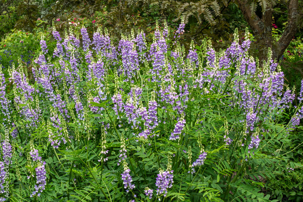 Obraz premium Galega officinalis 'His Majesty' a summer flowering plant with a purple and white summertime flower commonly known as Goat's rue, stock photo gardening image