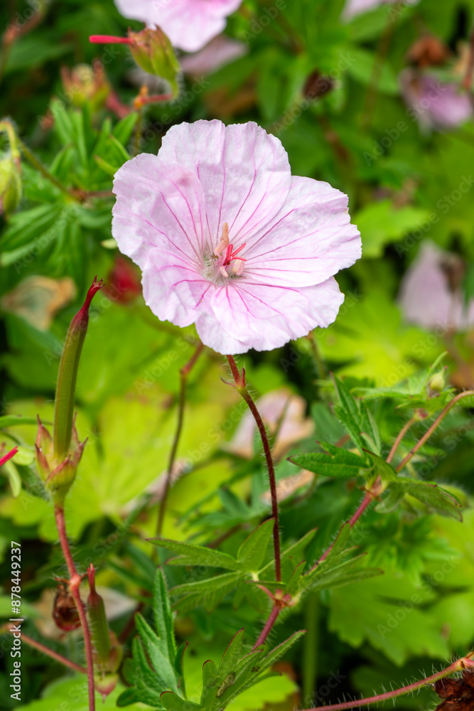 Geranium sanguineum 'Striatum' an herbaceous perennial spring summer flowering plant with a pale lilac pink springtime flower commonly known as striped body cranesbill, stock photo image Geranium sanguineum 'Striatum' an herbaceous perennial spring summer flowering plant with a pale lilac pink springtime flower commonly known as striped body cranesbill, stock photo image
