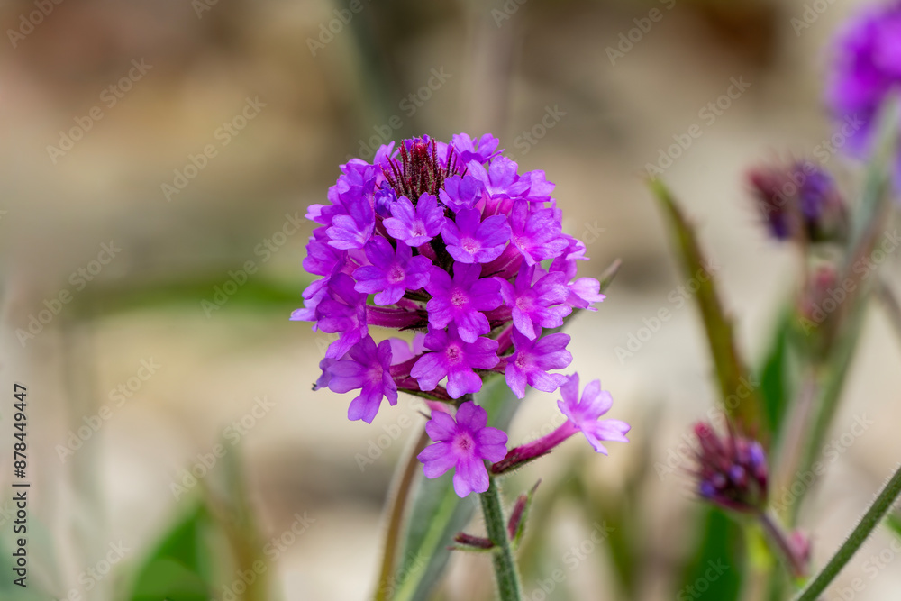 Fototapeta premium Verbena rigida a summer flowering plant with a purple summertime flower commonly known as slender vervain, stock photo gardening image
