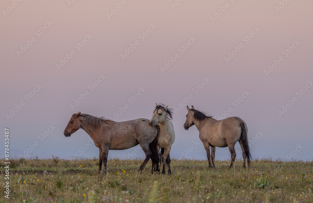 Wild Horses in the Pryor Mountains Montana in Summer Wild Horses in the Pryor Mountains Montana in Summer