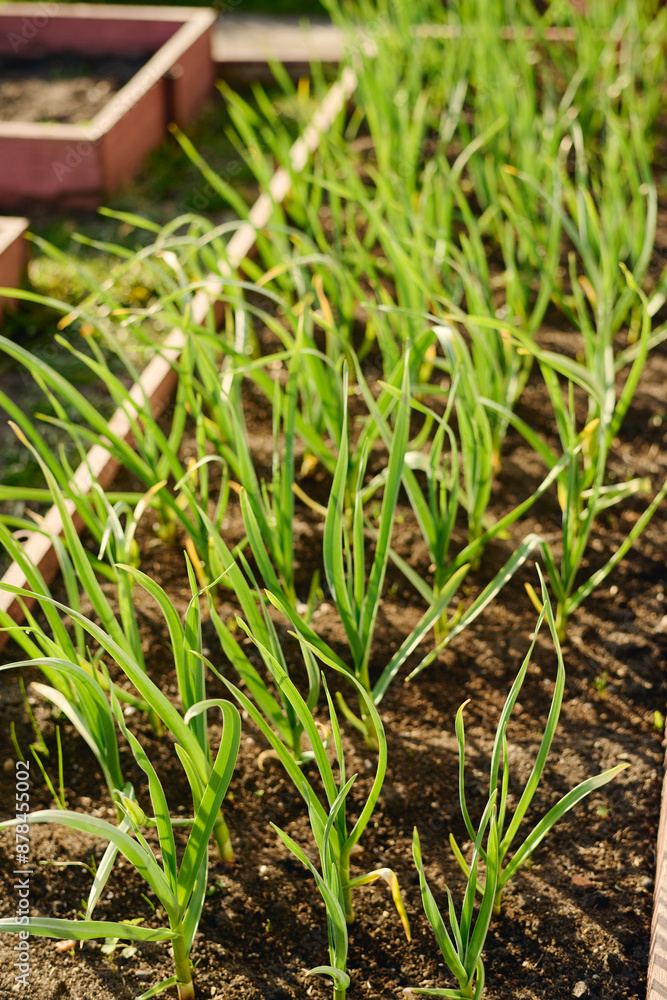 Obraz premium Green garlic seedlings on flowerbed with fertilized soil in the garden of modern farmer or gardening center owned by agronomist