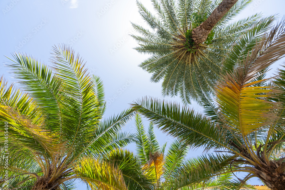 Fototapeta premium Palms from Miami Beach