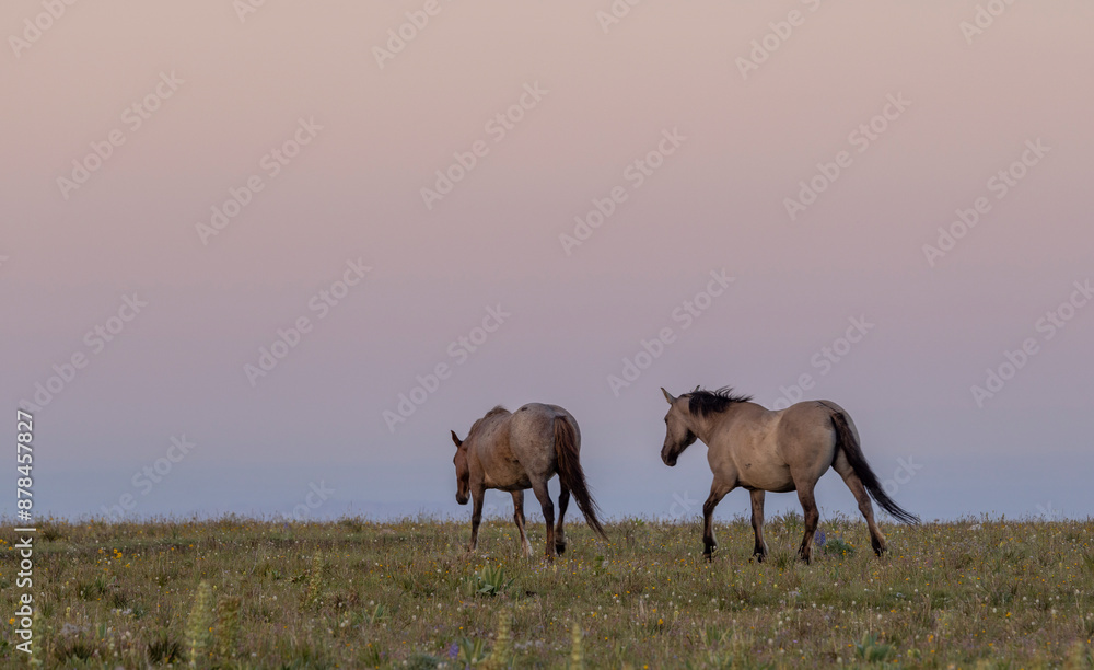 Wild Horses in the Pryor Mountains Montana in Summer Wild Horses in the Pryor Mountains Montana in Summer
